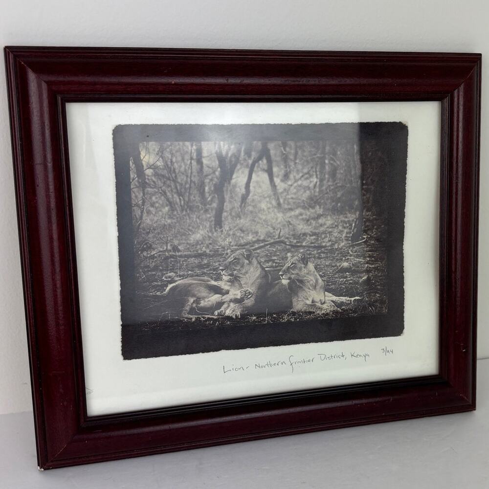 Framed Photo "Lion- Northern Frontier District Kenya" 12" x 10.5" Vintage